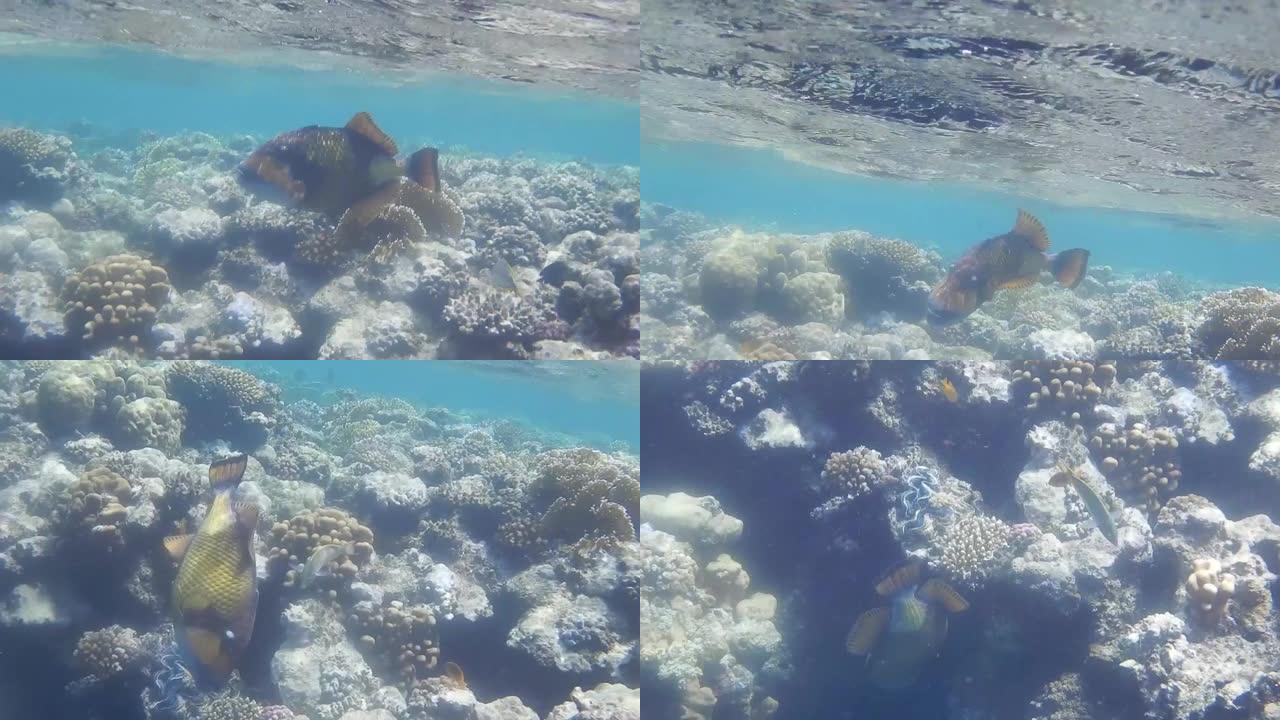 埃及的单绿色触发鱼在珊瑚之间游动并隐藏
