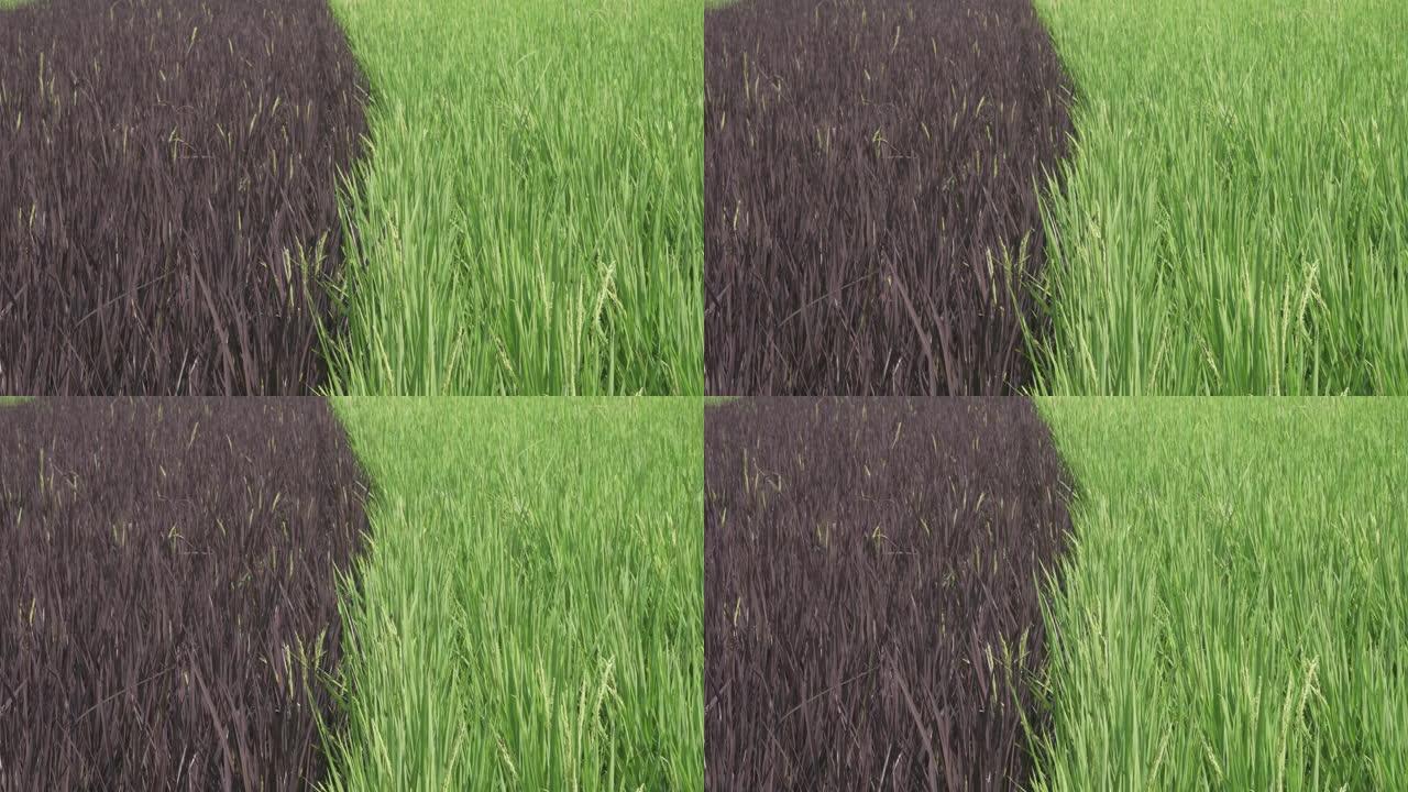 绿色紫色稻田景观。粮食农业