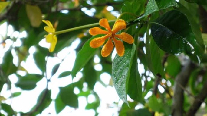 树上水滴的黄色鲜花，支持音频的视频，鸟鸣周围，栀子花