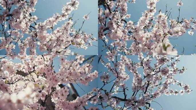 春天阳光下桃花盛开特写
