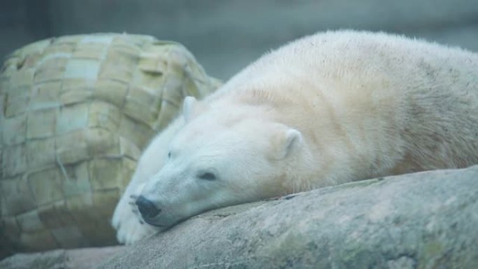 4k镜头，一只大白熊躺在岩石上放松身心