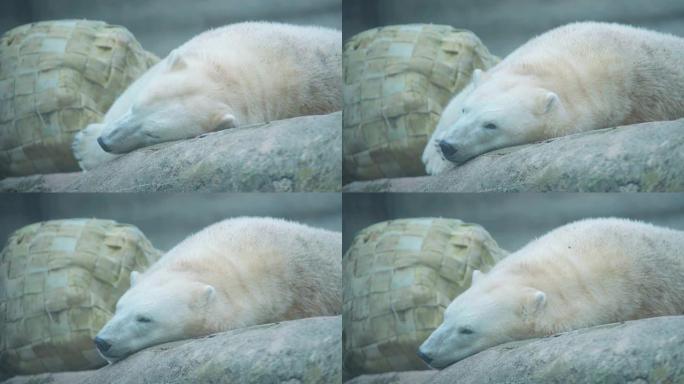 4k镜头，一只大白熊躺在岩石上放松身心