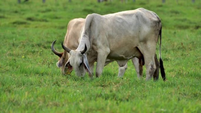 婆罗门牛: 哥斯达黎加乡村: 农业旅游