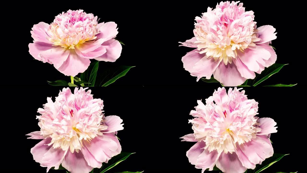 黑色背景上的粉红色牡丹开放花。吠陀概念。侧视图