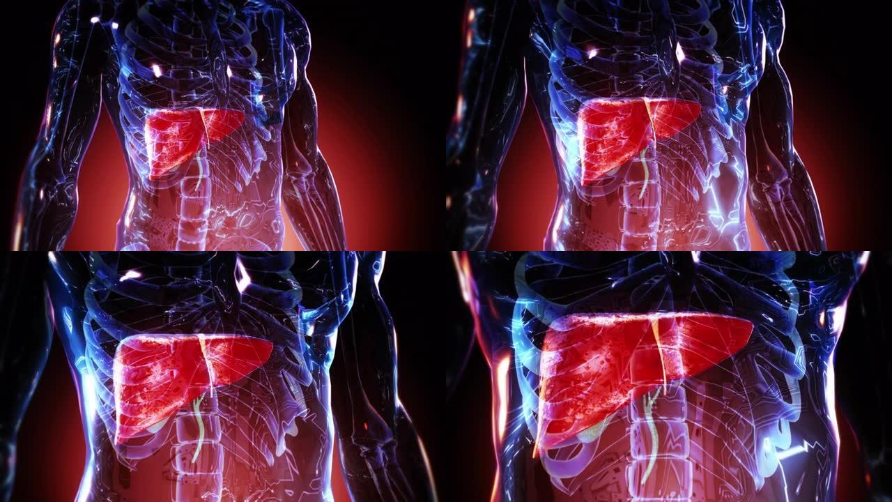 人体肝脏解剖与消化器官