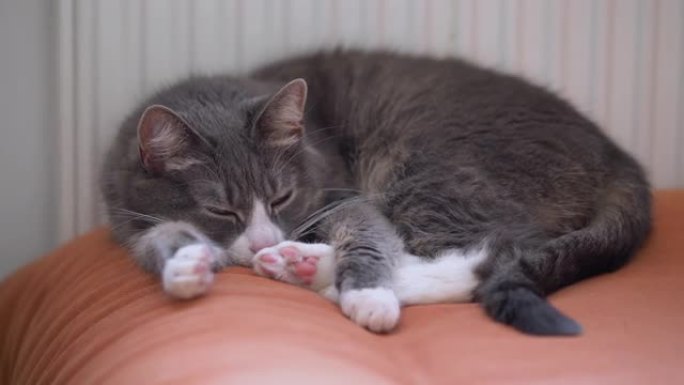灰猫睡在散热器旁边的橙色沙发上。寒冷的冬日懒散的家养宠物在里面休息。