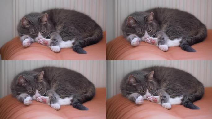 灰猫睡在散热器旁边的橙色沙发上。寒冷的冬日懒散的家养宠物在里面休息。