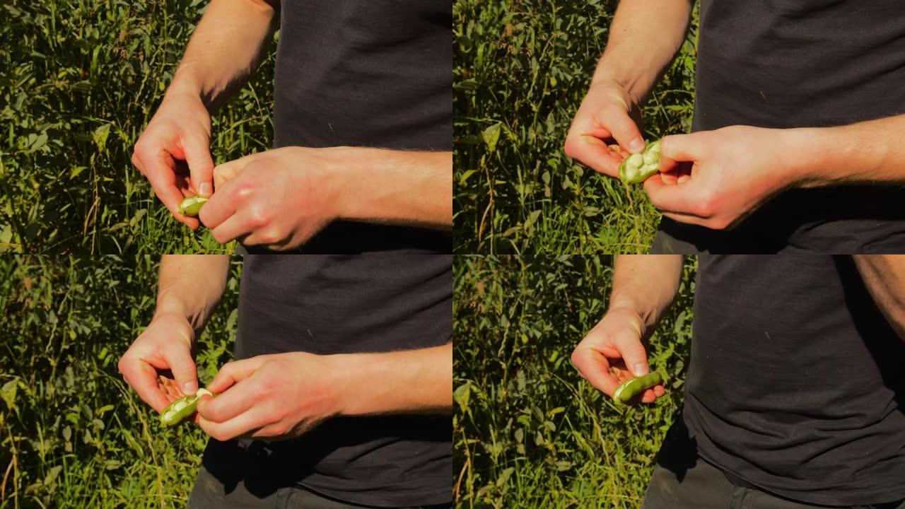 在农田里剥豌豆的手的特写镜头