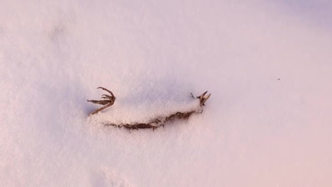 死麻雀在融化一些雪后出现。
这只鸟在冬天的寒冷天气中无法生存。
鸟类遭受饥饿和严寒。
动物，动物，野