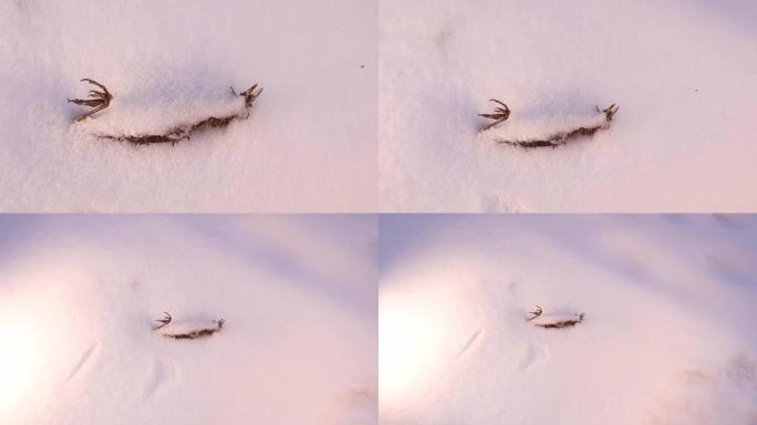 死麻雀在融化一些雪后出现。
这只鸟在冬天的寒冷天气中无法生存。
鸟类遭受饥饿和严寒。
动物，动物，野