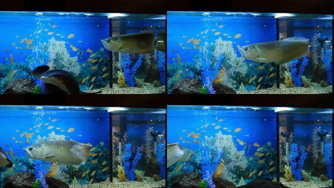 银龙鱼 (骨舌双环)。一种大型观赏鱼与黄貂鱼一起在美丽的大型水族馆中游泳。