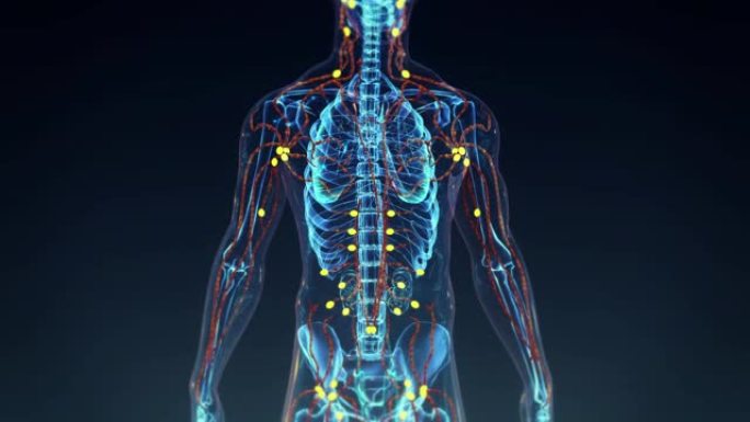 人类淋巴系统。脉络身体透视经络