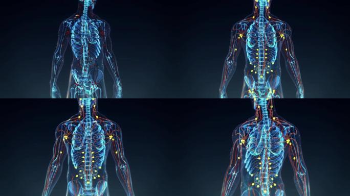 人类淋巴系统。脉络身体透视经络