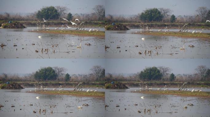 江西南昌鄱阳湖池塘里的白鹭和鹅