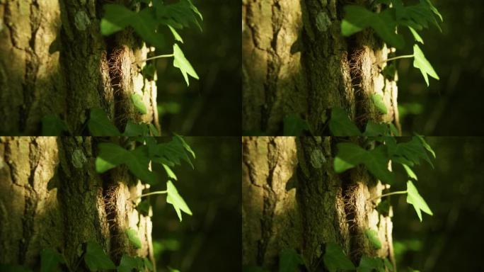 4k电影拍摄的森林树上暗淡的灯光。(1)