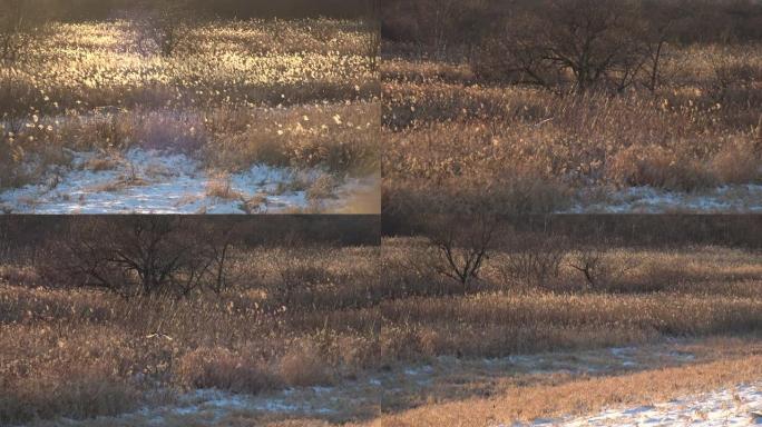 一场降雪后，一只短耳猫头鹰飞过草地