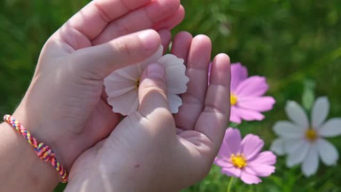 美丽的粉红色宇宙花在手，绿色花园背景。自然界中的宇宙花朵。