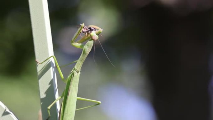 在自然界中吞食黄蜂的螳螂的宏观