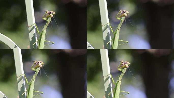 在自然界中吞食黄蜂的螳螂的宏观