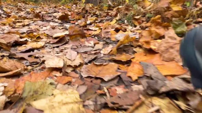 蠕虫的眼睛观看4k地面上秋天落叶的镜头