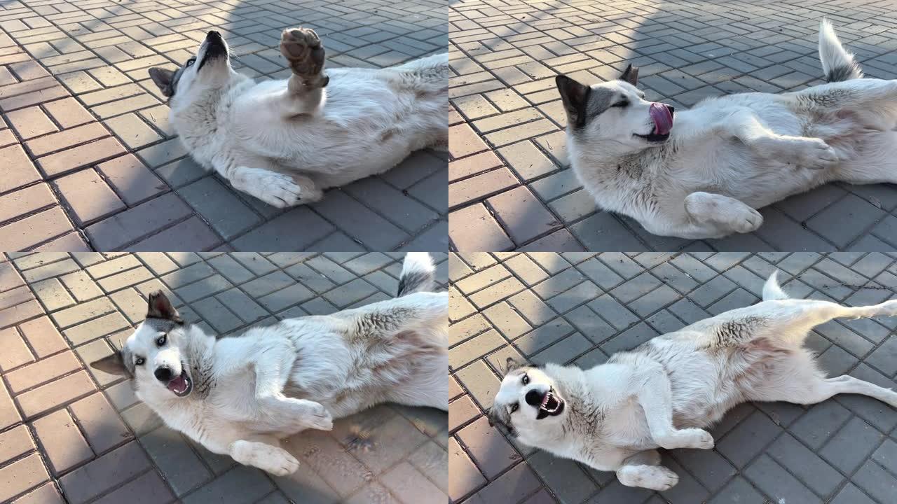 可爱的哈士奇狗躺在水泥瓷砖地板上跳舞和乞讨食物