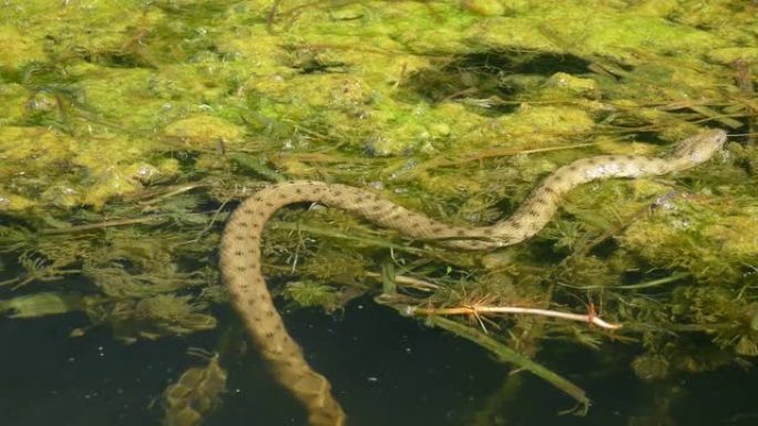 多瑙河三角洲的毒蛇水蛇。