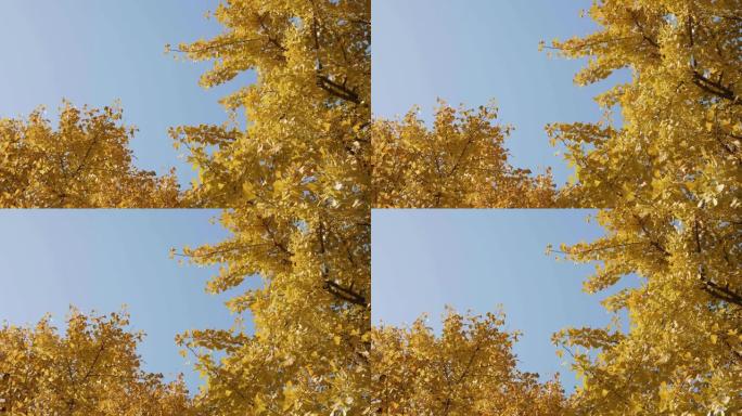 秋天阳光明媚的金银杏森林景观，树叶随风摇曳，4k慢动作镜头。