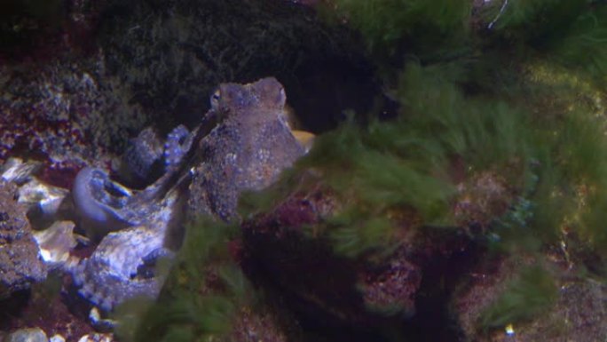 被水生植物包围的章鱼的慢动作特写