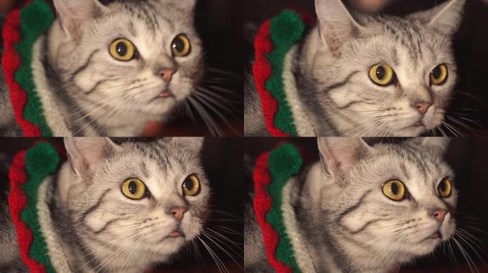 穿着圣诞服装的可爱猫咪对某事感到好奇。试着闻一下。美丽的特写肖像镜头。大眼睛。假期背景与冬天温暖的感