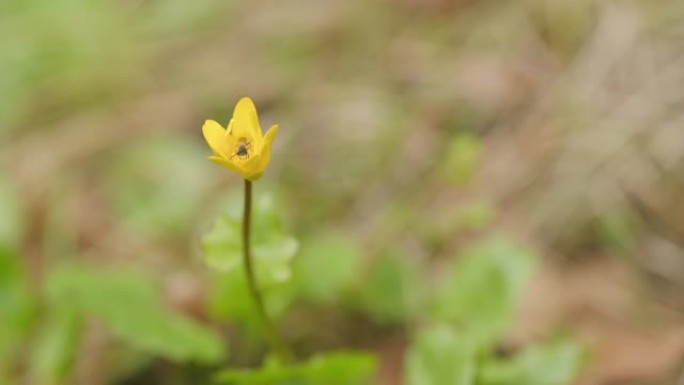 野黄花在森林里盛开。通常称为小白屈菜或苦艾草。