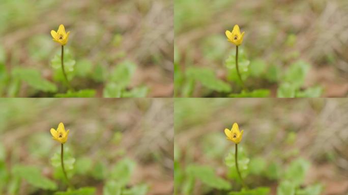 野黄花在森林里盛开。通常称为小白屈菜或苦艾草。