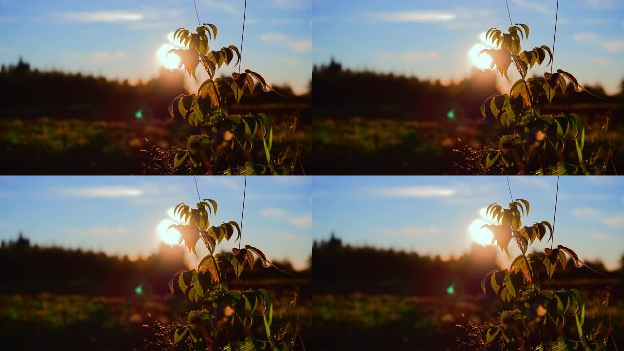 在芬兰普奥基奥，一棵绿色植物后面的夕阳斜射光线令人着迷