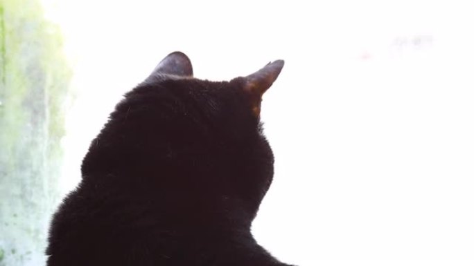 猫的后脑勺看着窗外