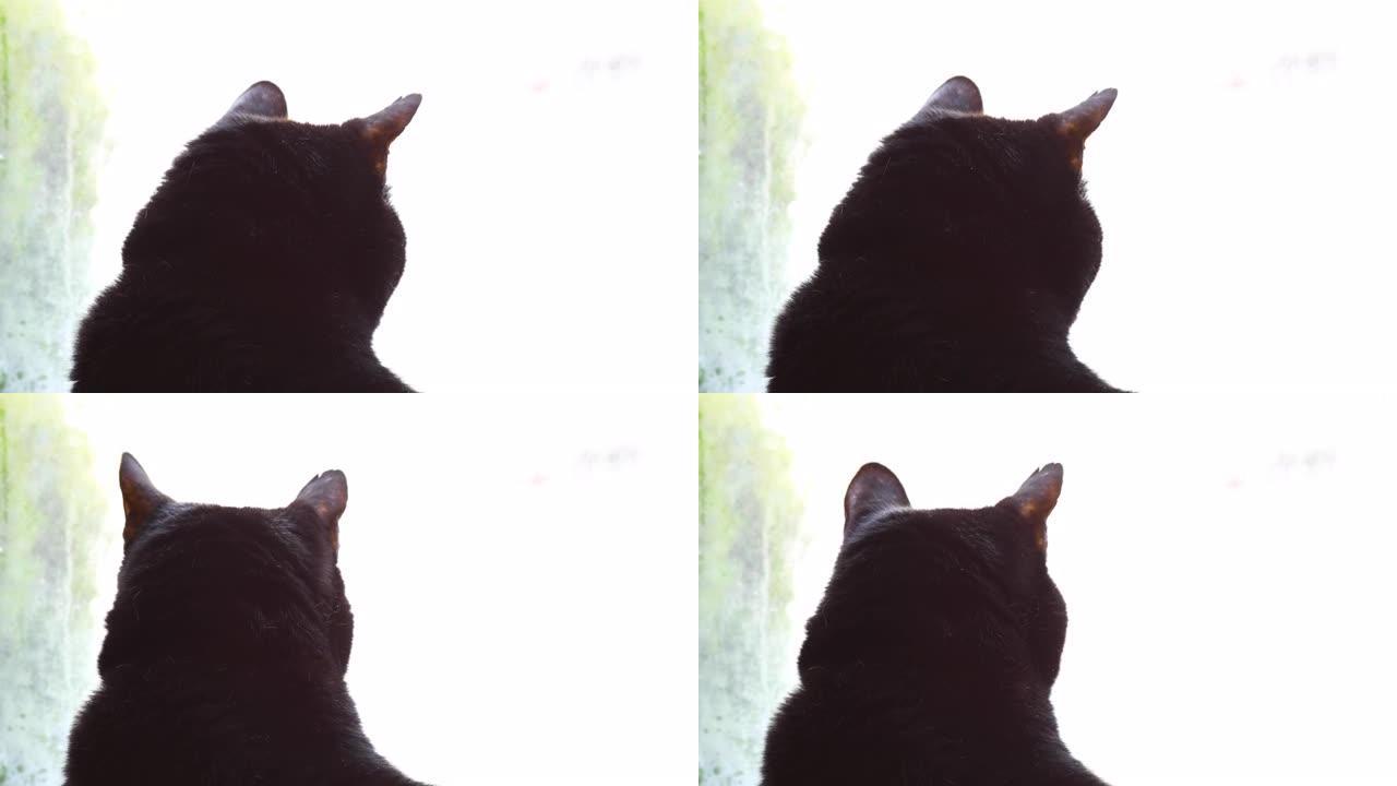 猫的后脑勺看着窗外
