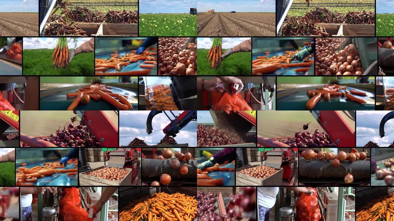 胡萝卜和洋葱生产和收获后管理-多屏幕视频