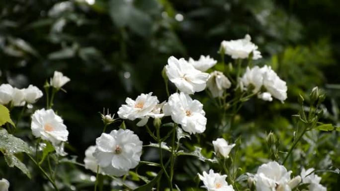 夏日雨滴下的一大片白玫瑰丛