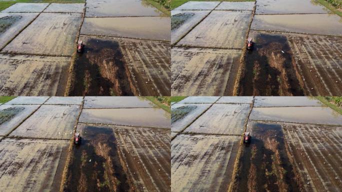 红色拖拉机农民的鸟瞰图为种稻准备土地，鸟儿飞来飞去。农民在稻田里用拖拉机工作。大型农业产业格局。
