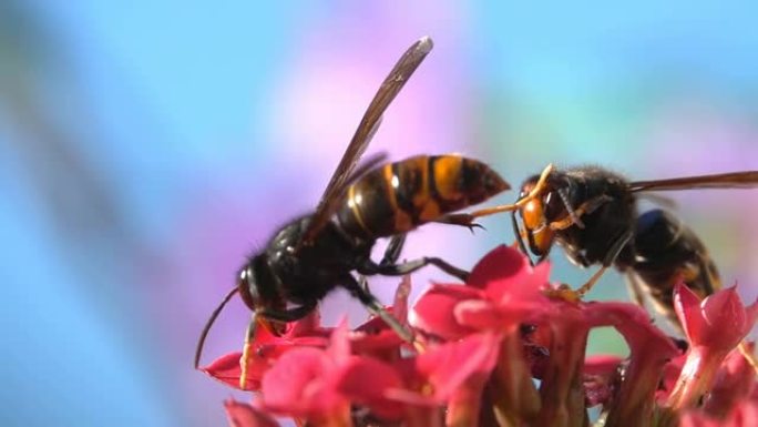 蜜蜂和黄蜂有趣的碰撞