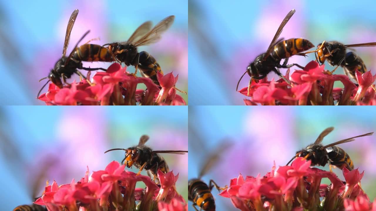 蜜蜂和黄蜂有趣的碰撞