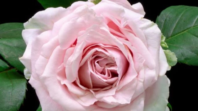 白色背景上美丽的粉色玫瑰。盛开的粉红色玫瑰花瓣开放，延时，特写。假日，爱情，生日设计背景。巴德特写。