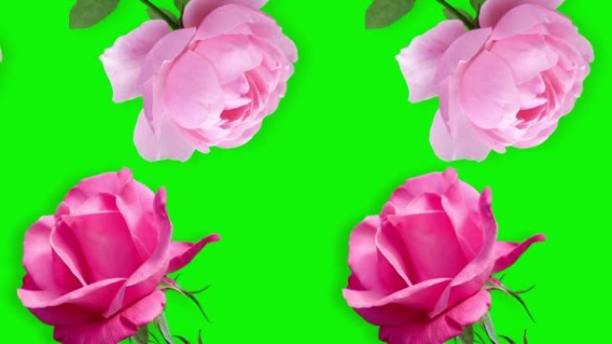 在绿色屏幕上孤立的背景上，有许多粉红色玫瑰花在不同方向上动画的两行。圣瓦伦丁节、婚礼、生日等节日的概