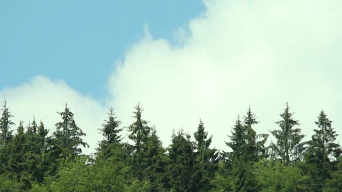 杉木5的森林上空升起白云