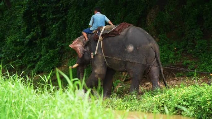 Mahoout在工作中骑大象使用链条，沿着河流和山丘拉动木制原木木材