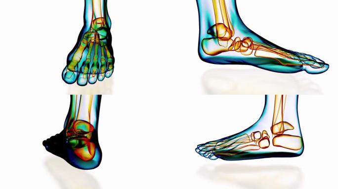 X射线足部解剖的360度视图
