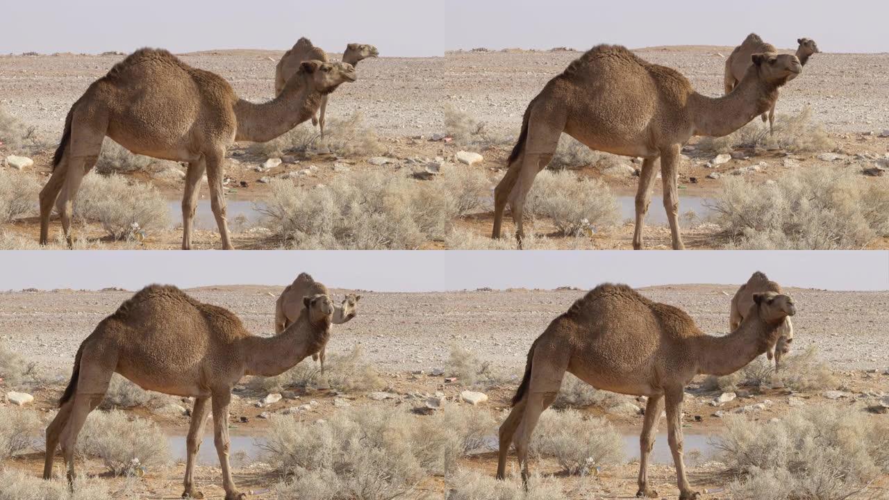 一对骆驼在乡村沙质迪拜沙漠牧场上放牧