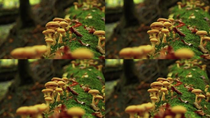 秋季森林中蜜环菌的特写镜头，背景模糊