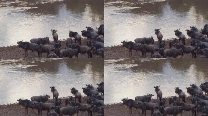 意识到马拉河的危险，一大群牛羚在鼓起勇气穿越时变得焦躁不安。