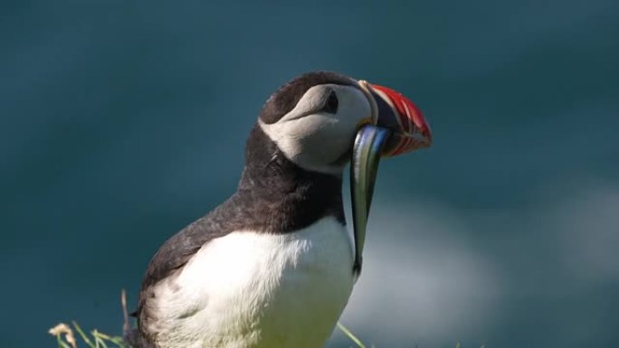 大西洋海雀野生动物保护生物生态飞翔飞鸟