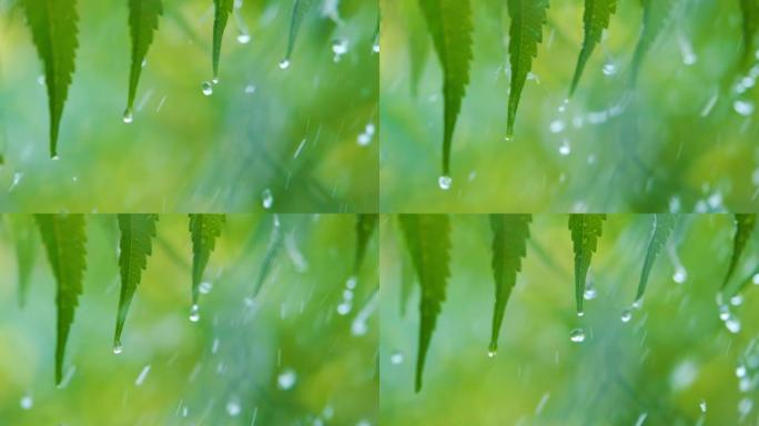 植物的绿叶因水滴而挥舞。慢动作雨滴在雨中从绿叶蕨类植物中滴落。平静放松的冥想平静的背景。