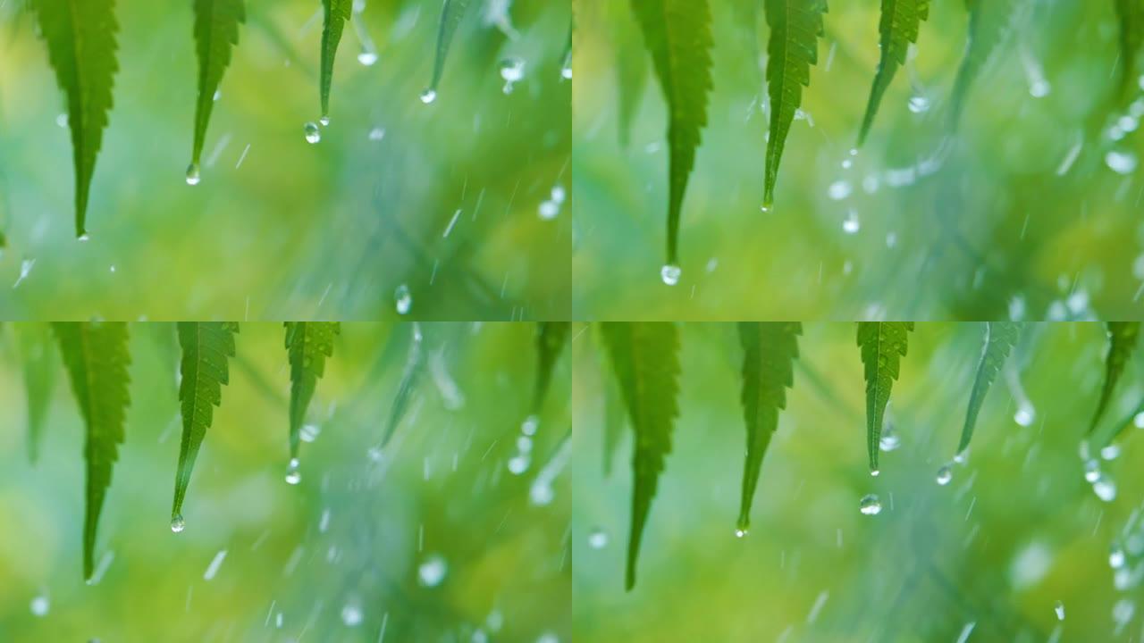 植物的绿叶因水滴而挥舞。慢动作雨滴在雨中从绿叶蕨类植物中滴落。平静放松的冥想平静的背景。